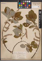 Foto von Salix caprea L.